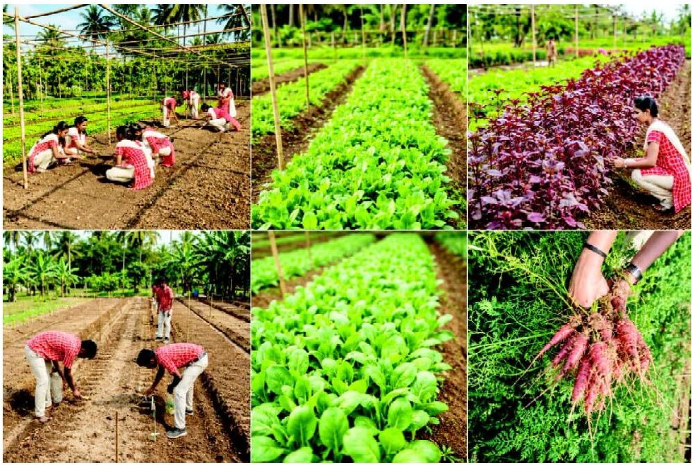 Students taking part in organic cultivation and crop learning activities
