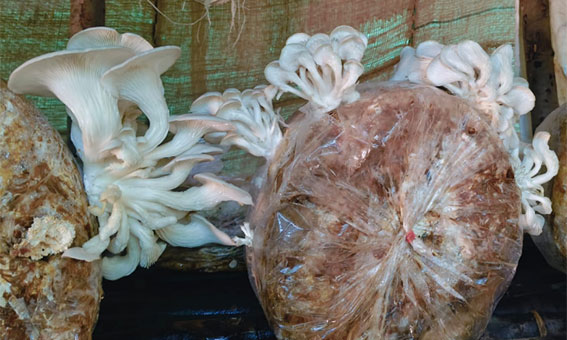 Oyster Mushroom Cultivation