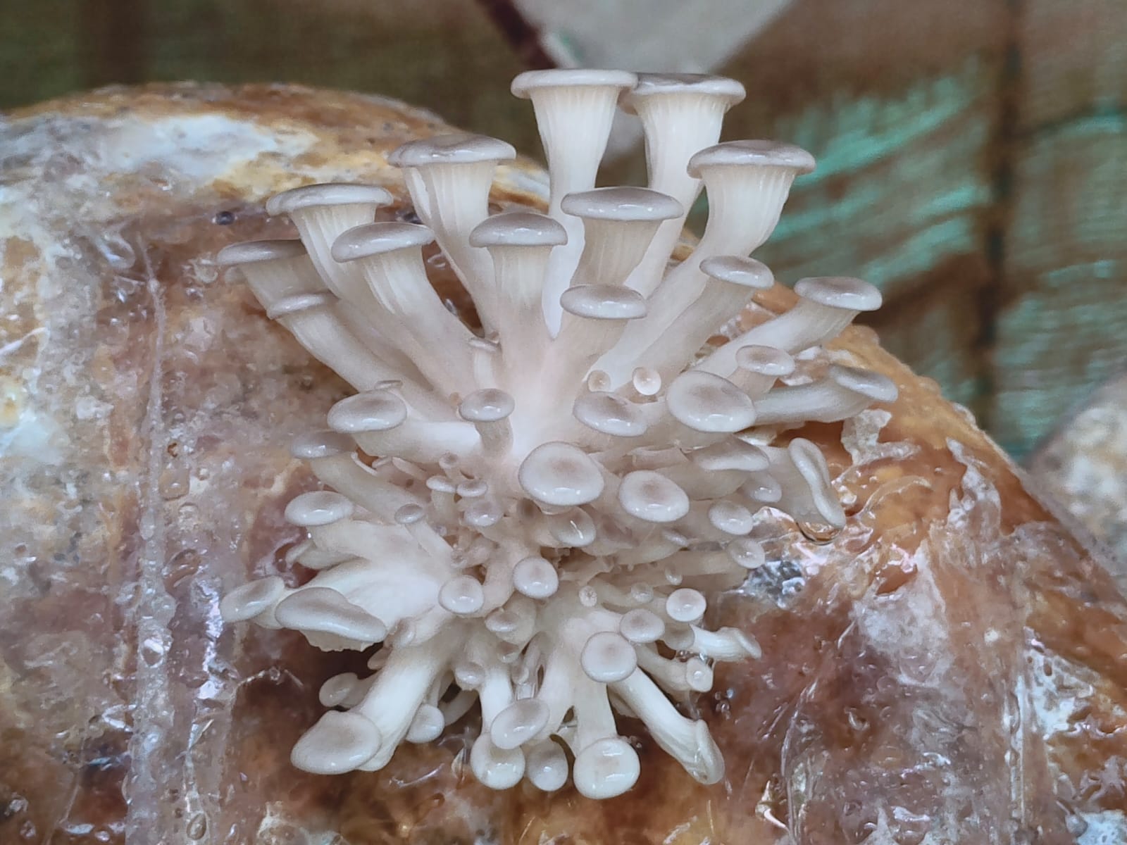 4.jpeg