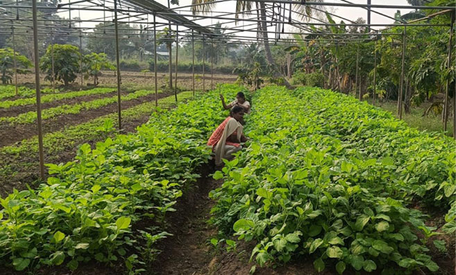 Organic Vegetable Farming